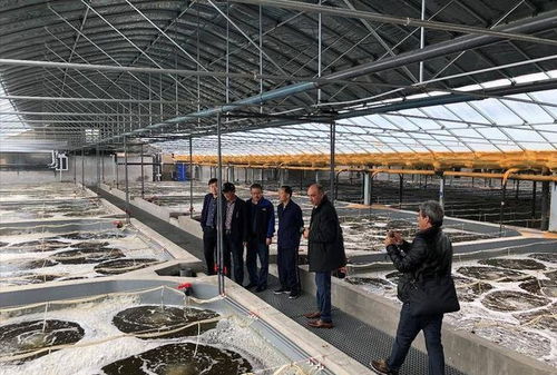 大家吃的羅氏蝦具有大量抗生素 越南泛濫成災,體積比小臂都長