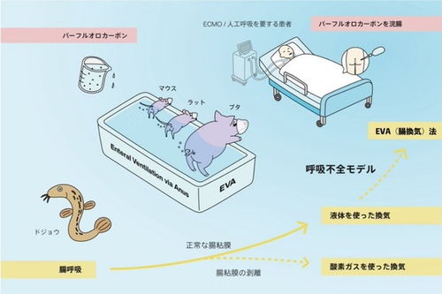 日本研究 eva 肛門呼吸法 或助患者維持供氧